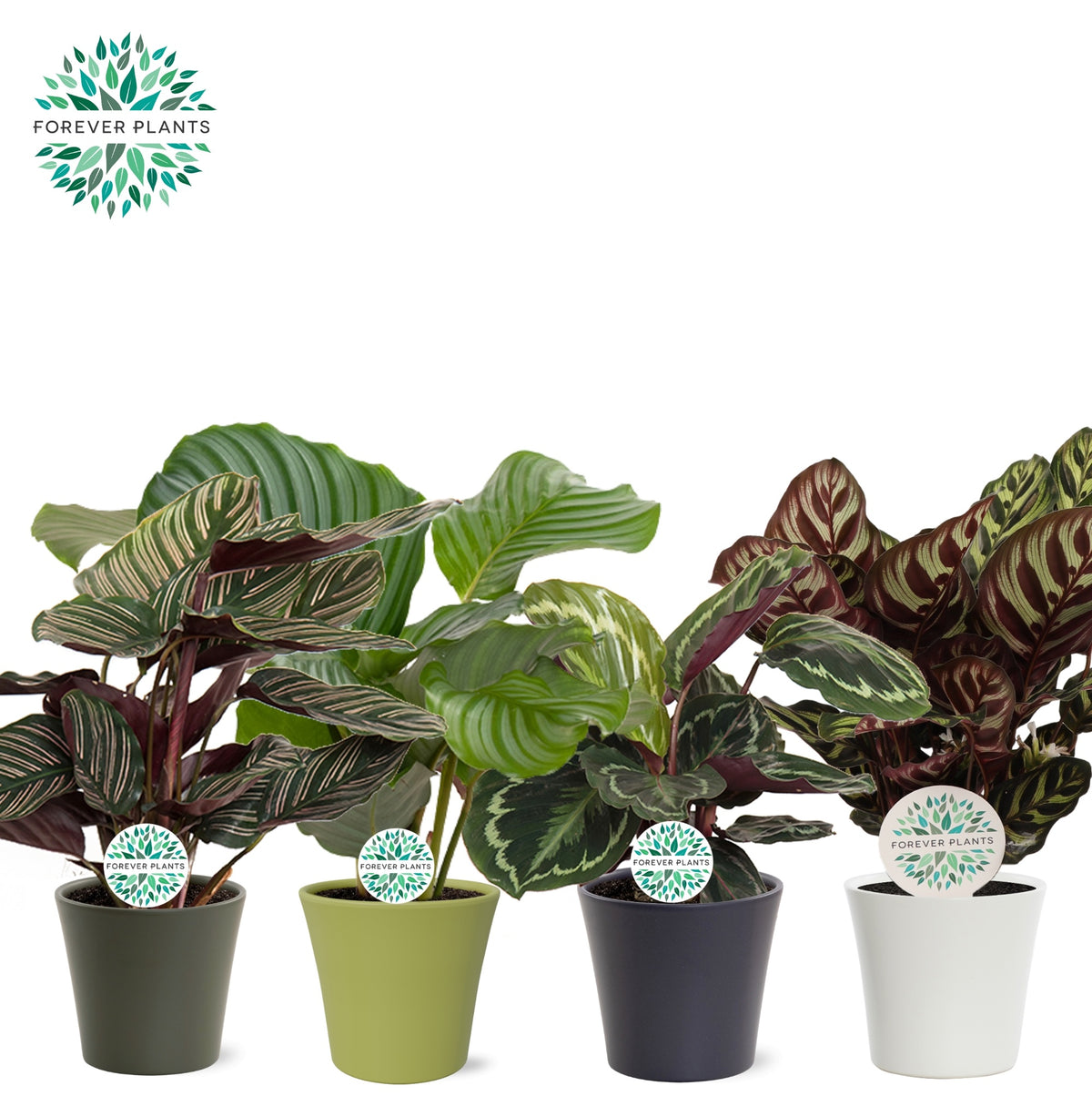 Calathea mix 45cm 14cm Pot