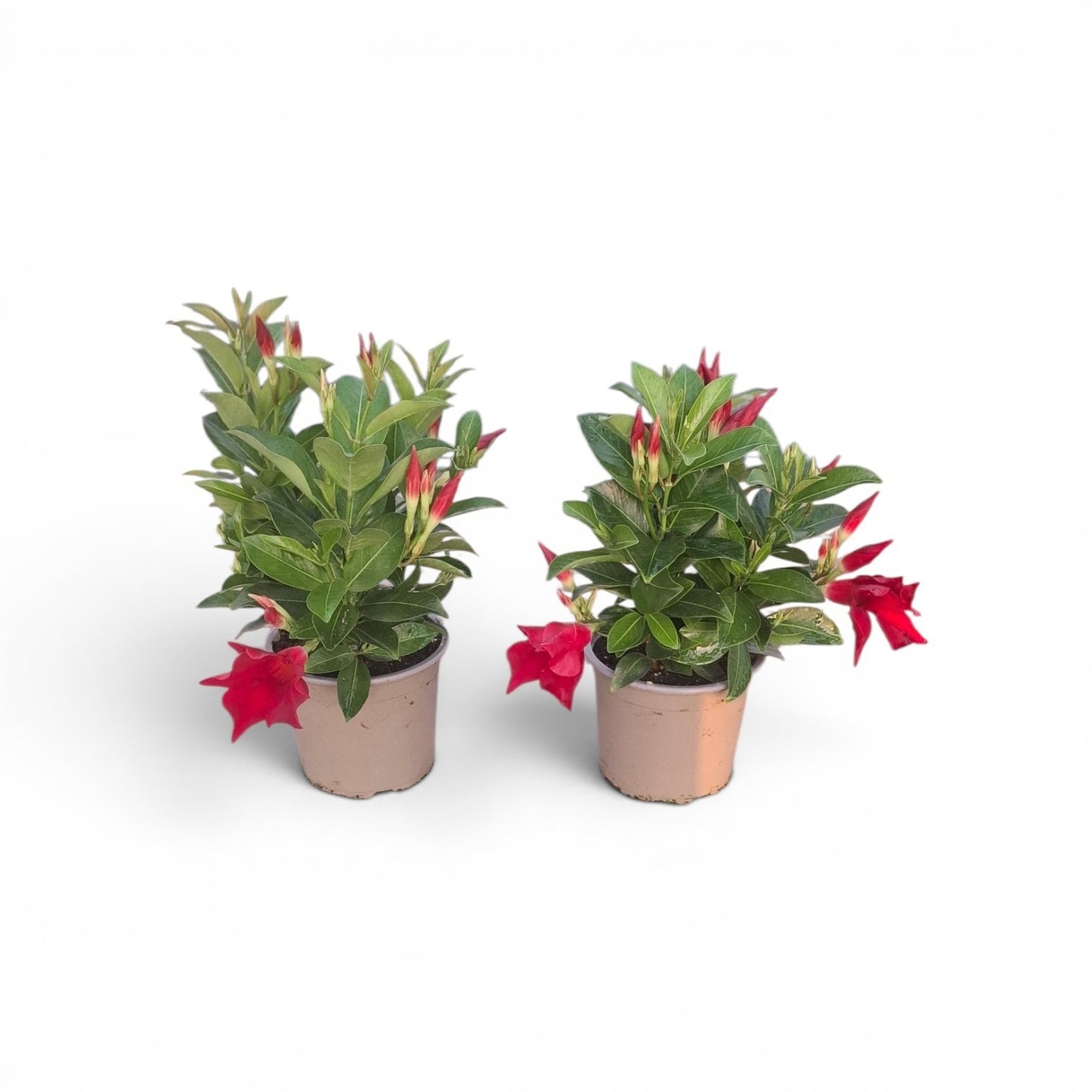 Mandevilla Rio Deep Red 33cm 12cm Pot