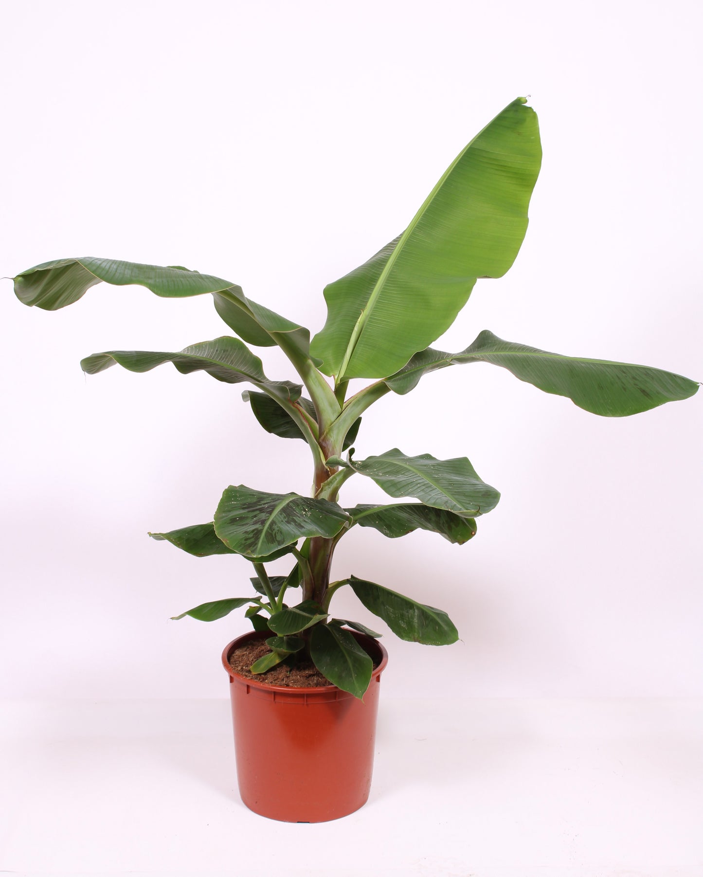 Musa Dwarf Cavendish 140cm 34cm Pot
