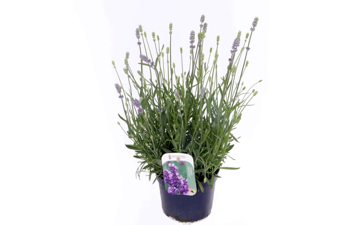Lavandula ang. Blue River 40cm 17cm Pot