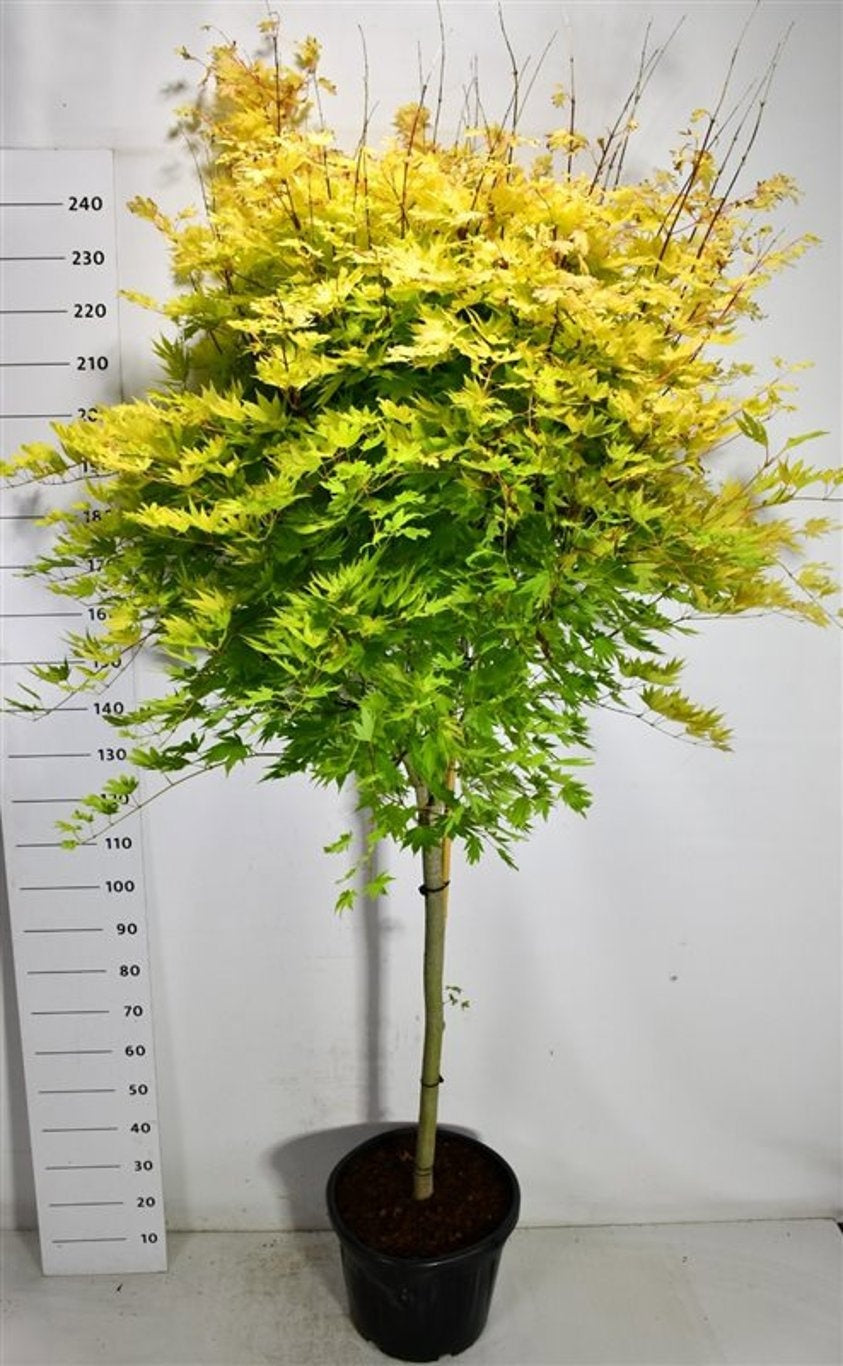 Acer Jordan 240cm 40cm Pot