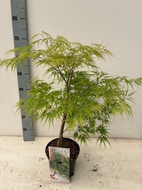 Acer Dissectum 60cm 19cm Pot