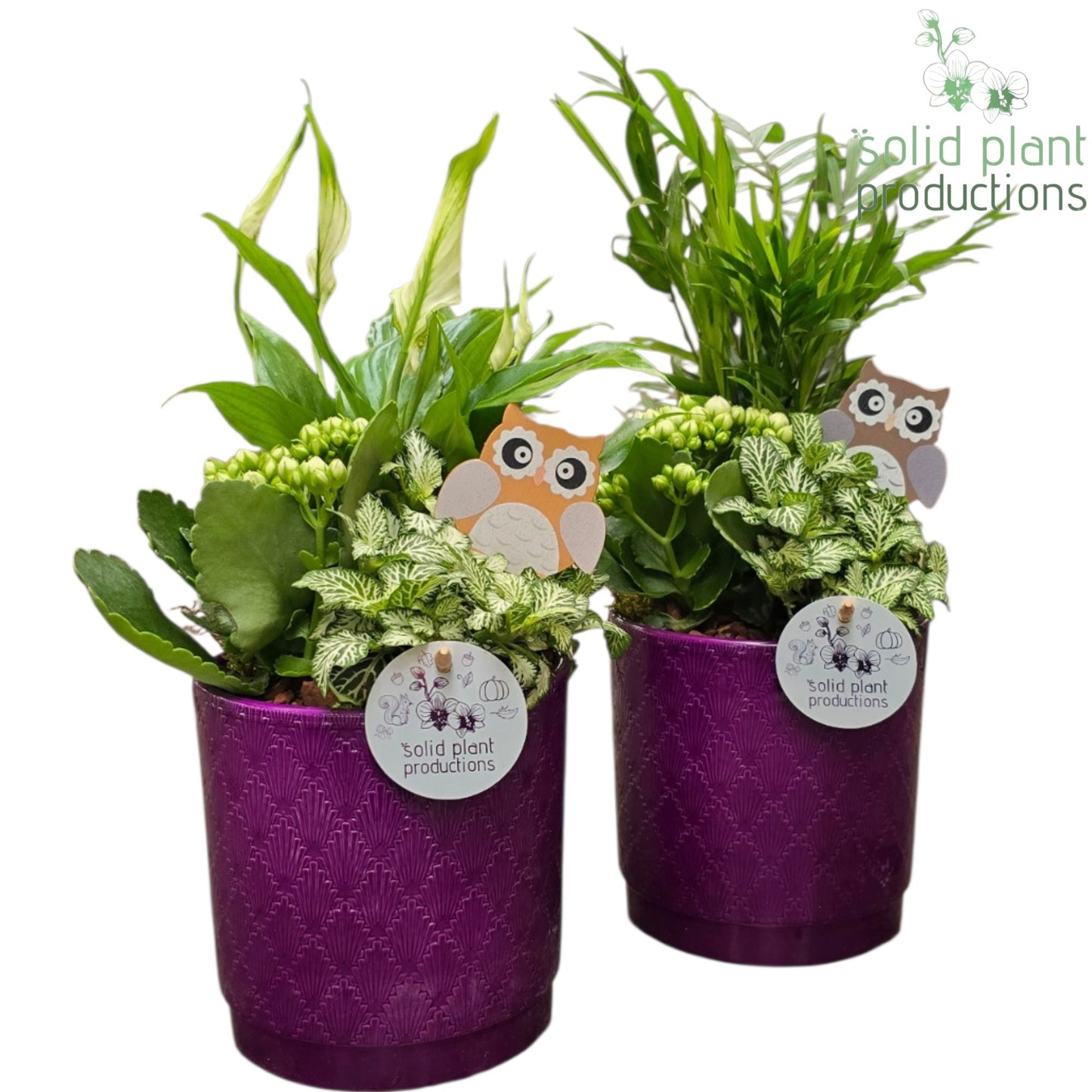 SC001 Amy Purple Mix 40cm 13cm Pot