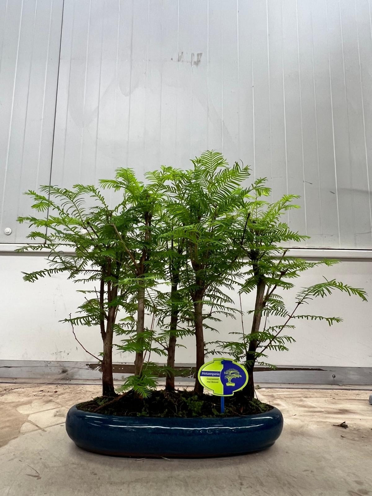 Metasequoia glyptostroboides 45cm 35cm Pot