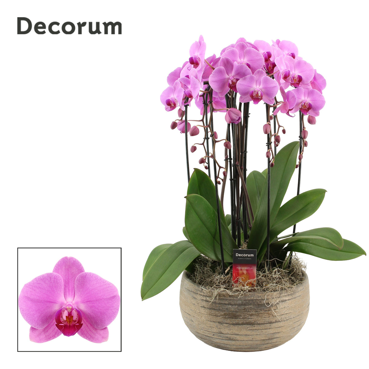 Phalaenopsis pink 55cm 27cm Pot