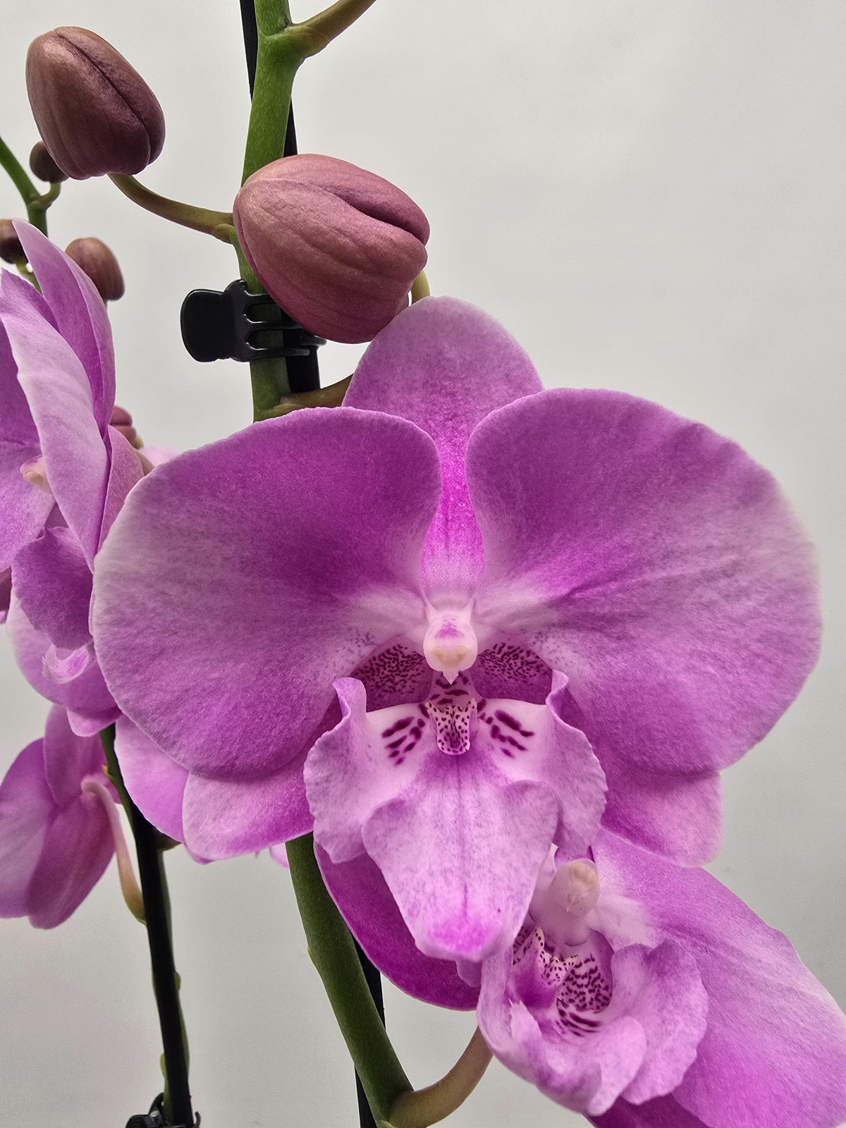 Phalaenopsis Hybrid 55cm 12cm Pot