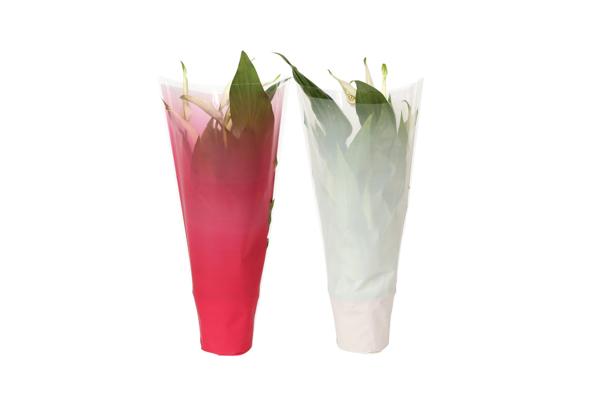 Spathiphyllum Pearl Cupido 35cm 9cm Pot