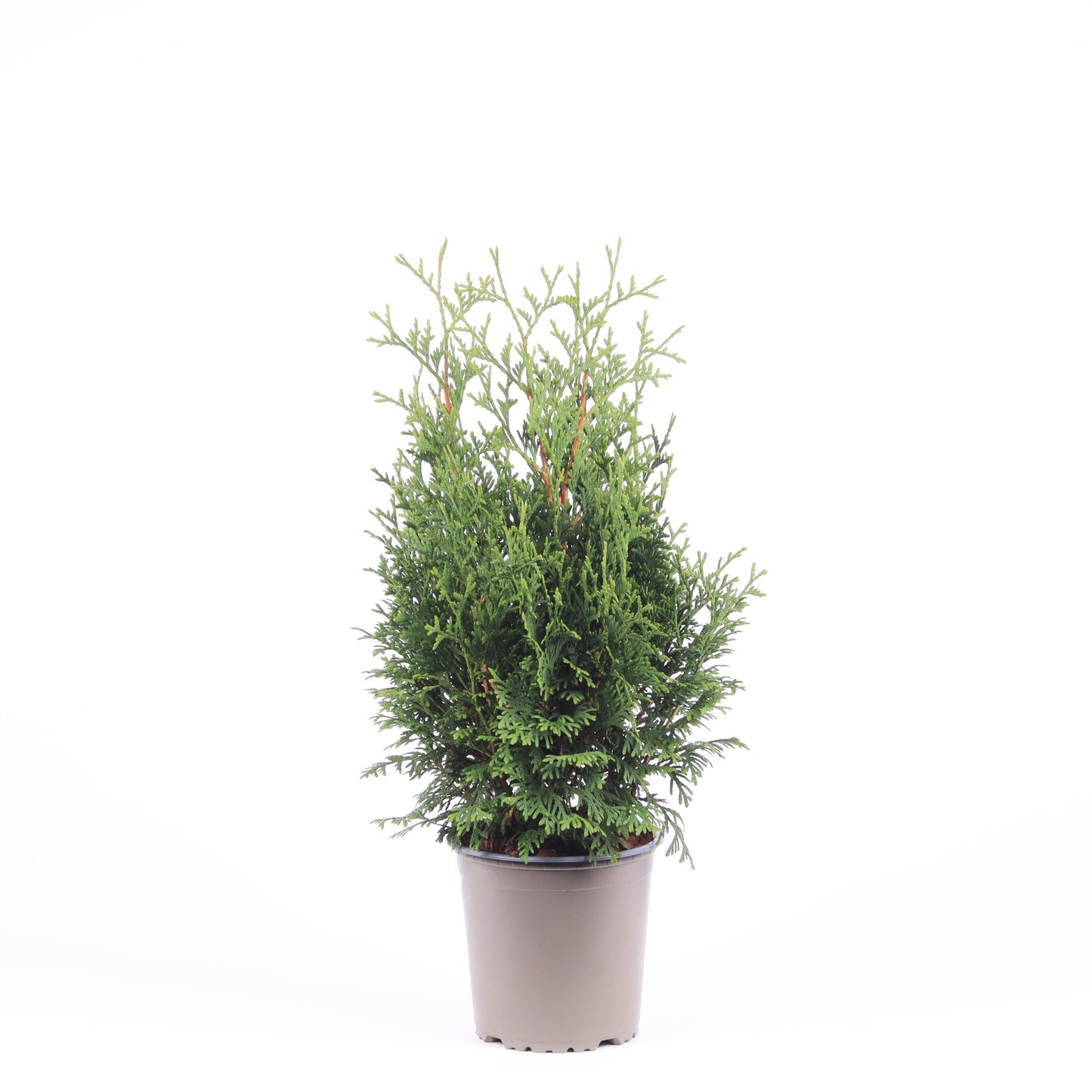 Thuja occidentalis Holmstrup 40cm 13cm Pot