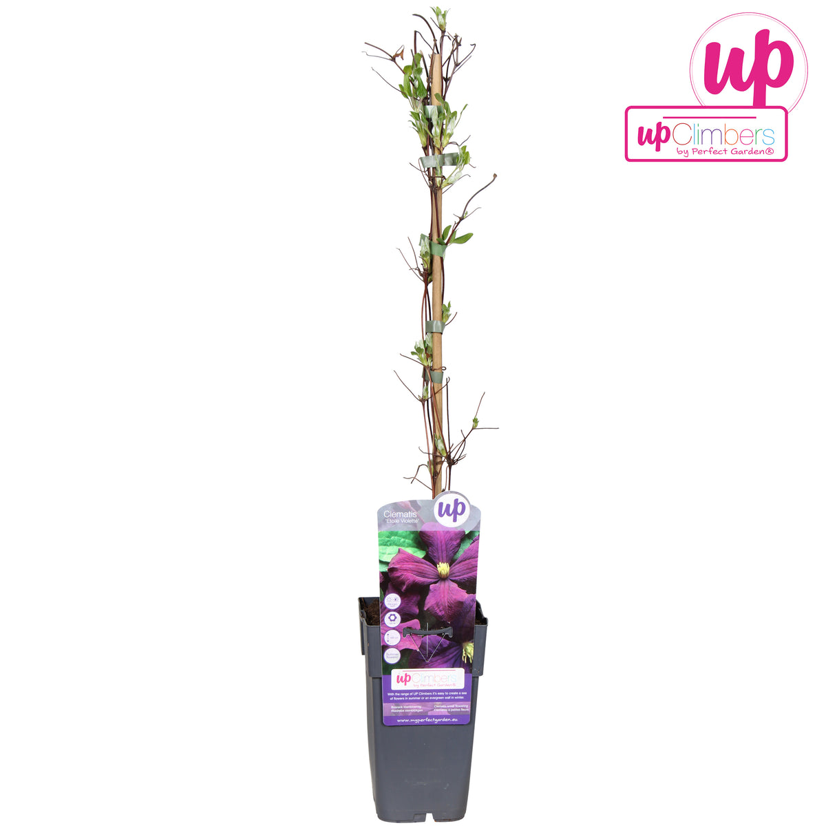 Clematis Etoile Violette 65cm 15cm Pot