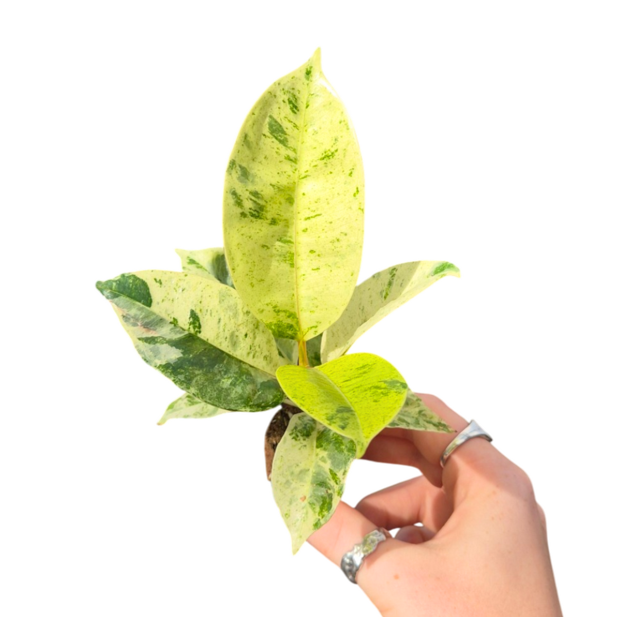 Ficus benjamina 15cm 2cm Pot