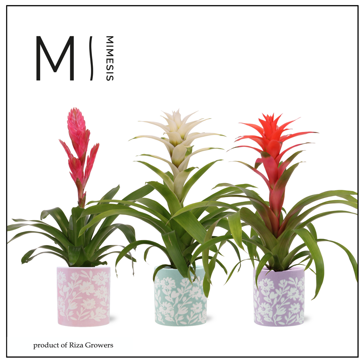 Bromelia mix 45cm 12cm Pot