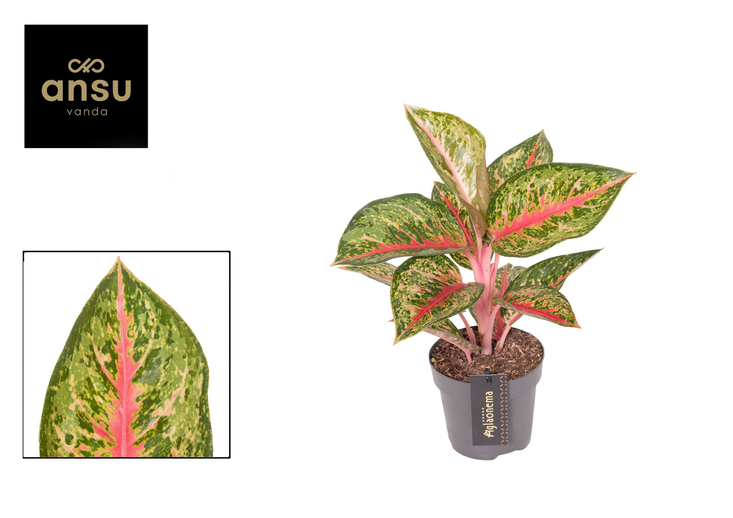 Aglaonema Paradise Red 40cm 12cm Pot
