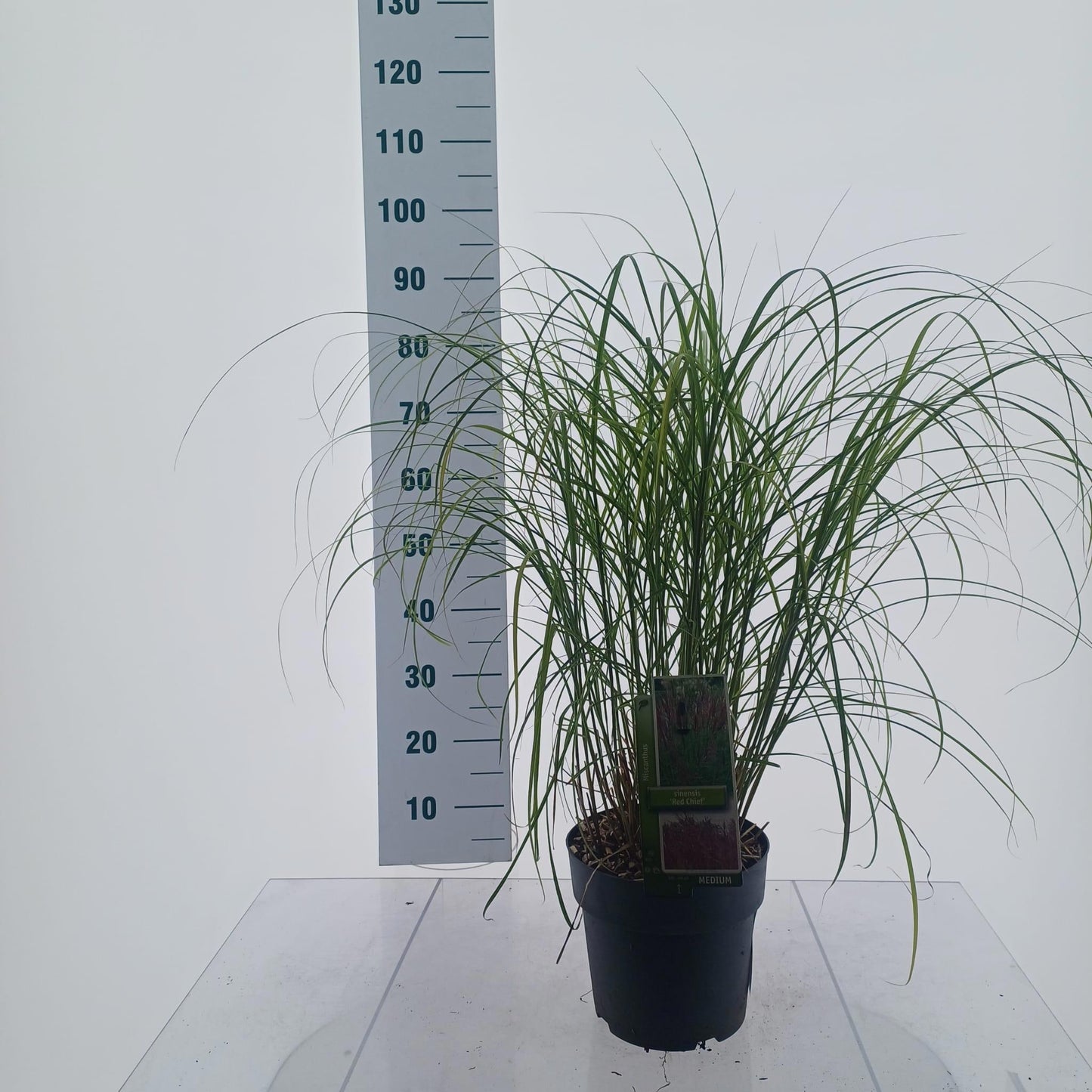 Miscanthus sinensis Red Chief 95cm 23cm Pot