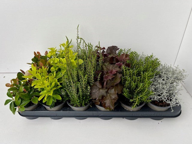 Boomkw. R. Wijsman VOF Shrubs mix Pack of 18