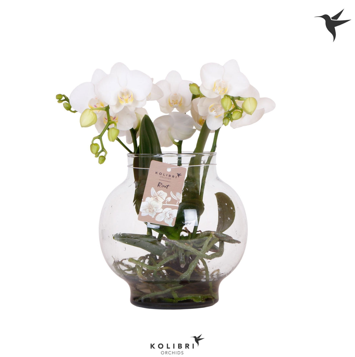 Phalaenopsis white 50cm 16cm Pot