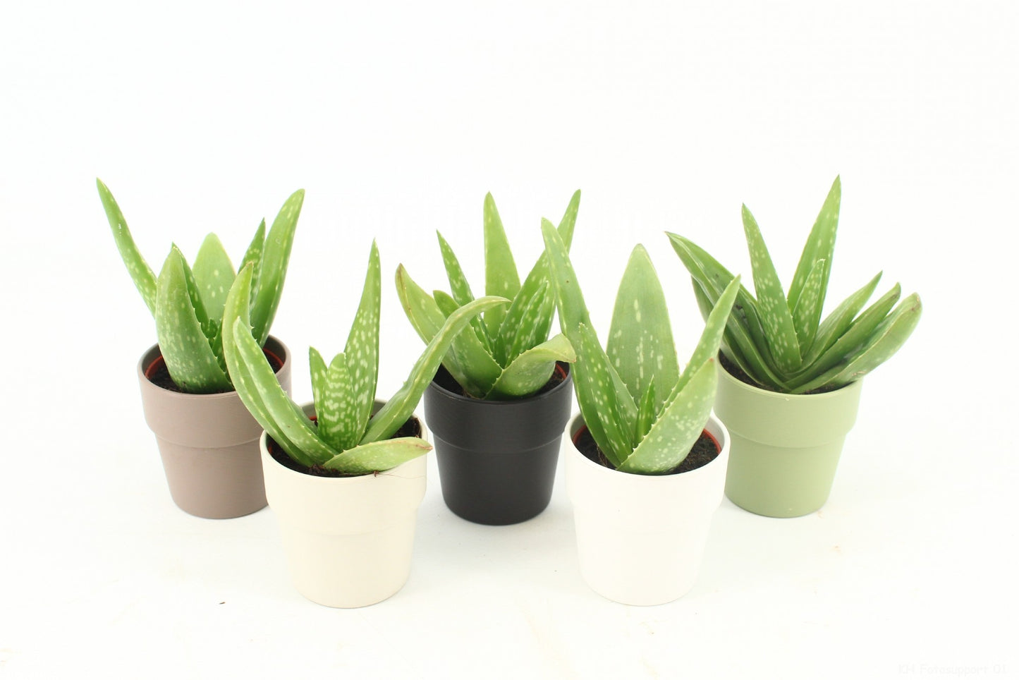 Aloe vera 10cm 6cm Pot