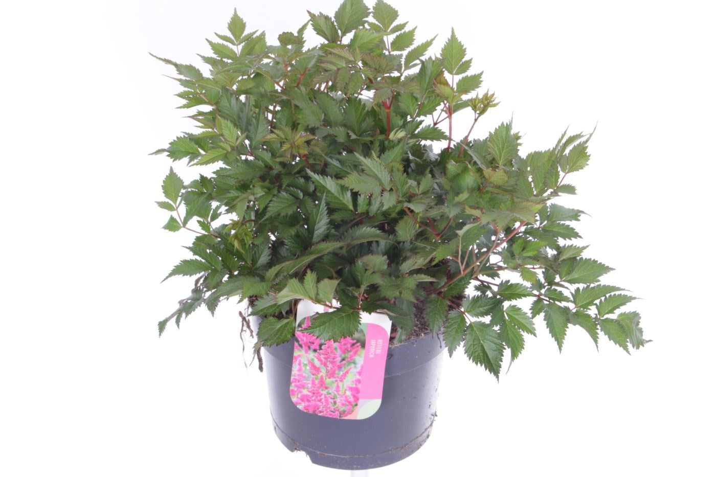 Astilbe jap. Mainz 30cm 17cm Pot