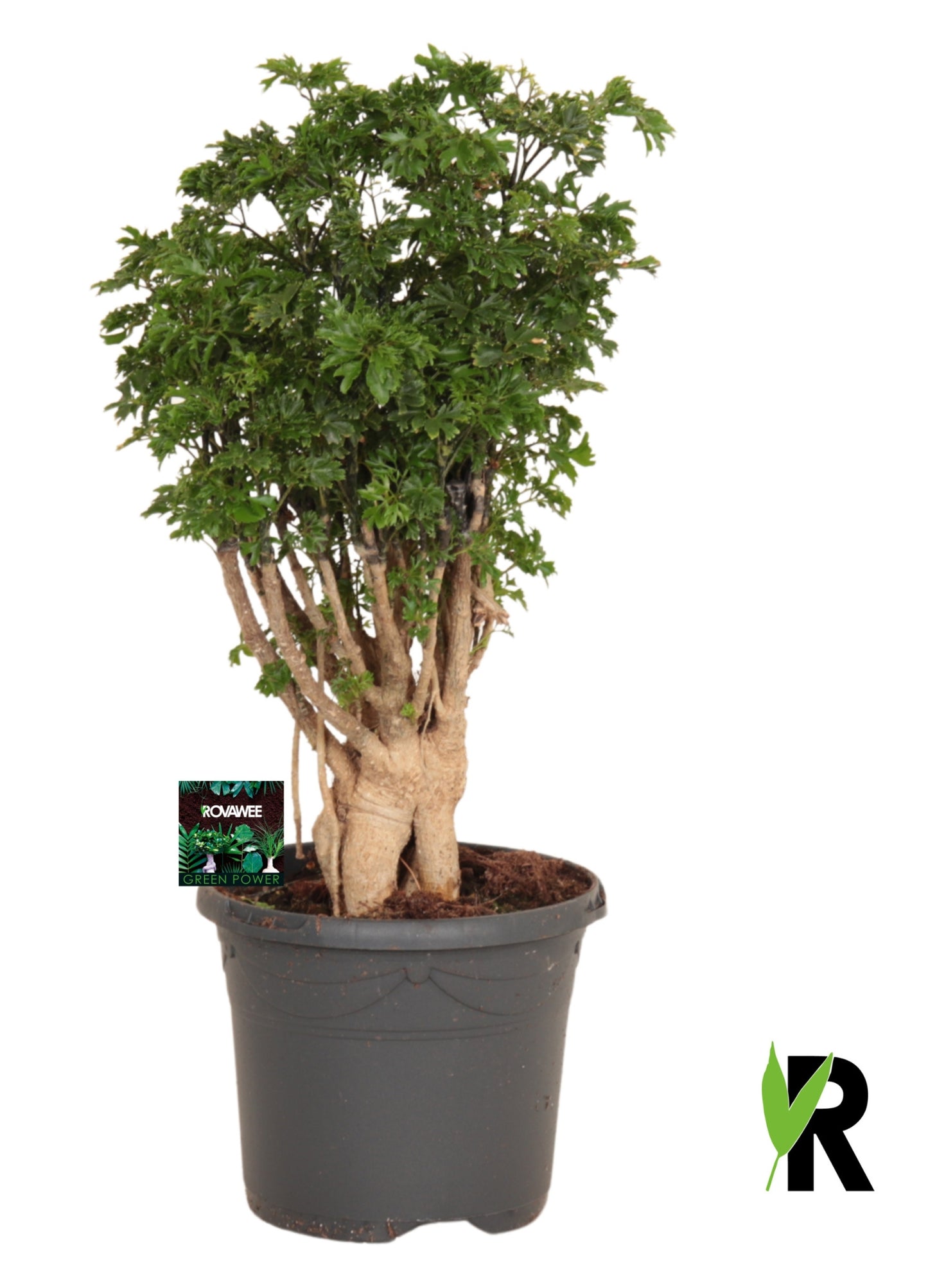 Polyscias mix 45cm 17cm Pot