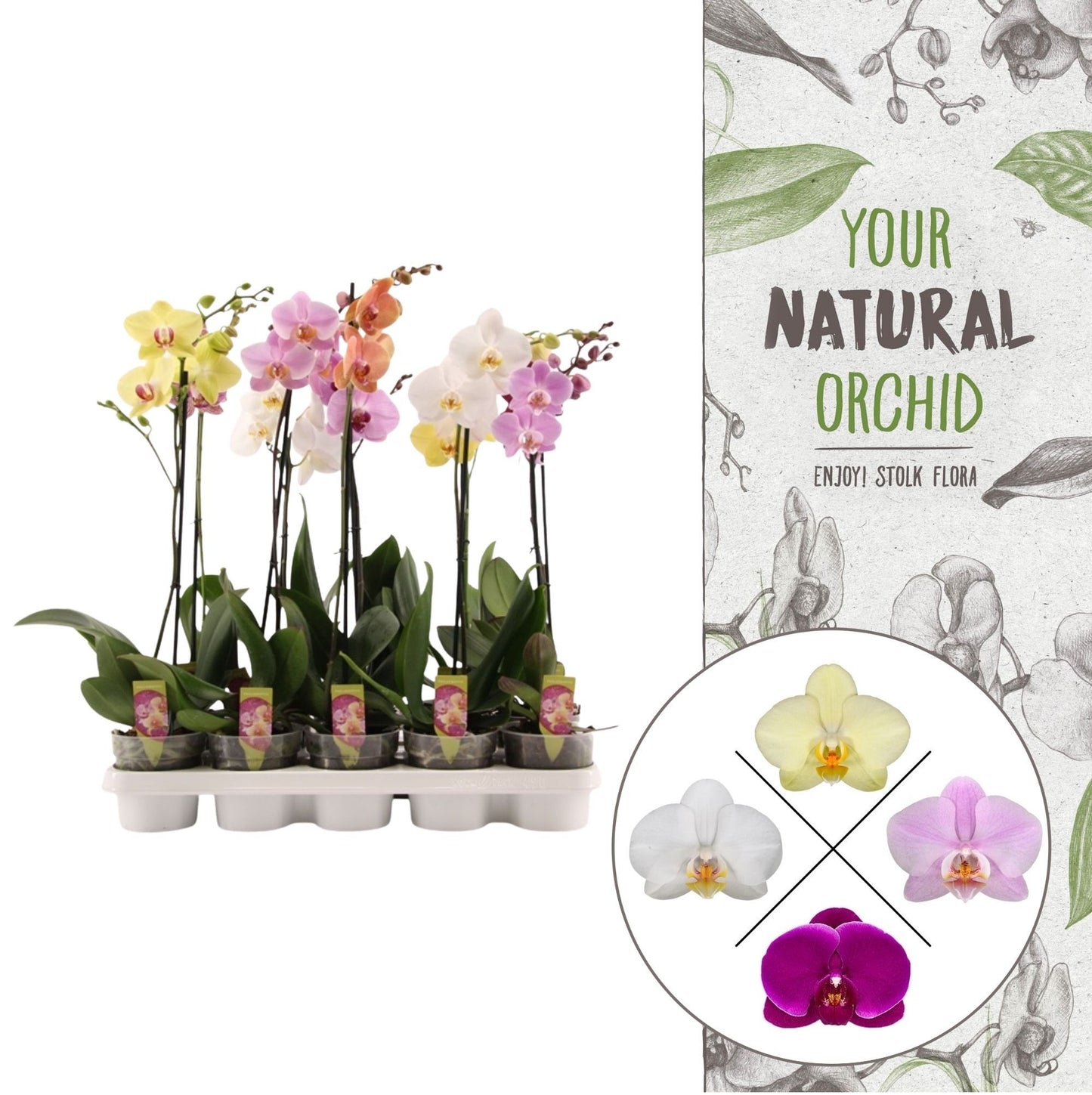 Phalaenopsis mix 55cm 12cm Pot