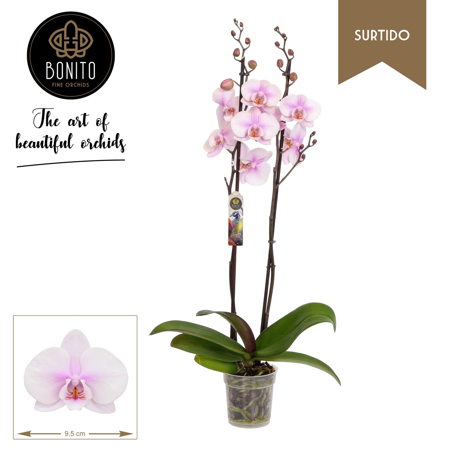 Phalaenopsis Altea 70cm 12cm Pot