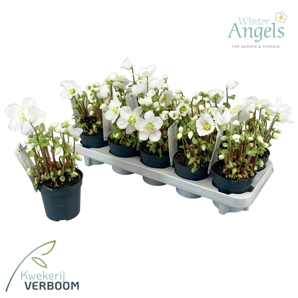 Helleborus niger Verboom Beauty 15cm 10.5cm Pot