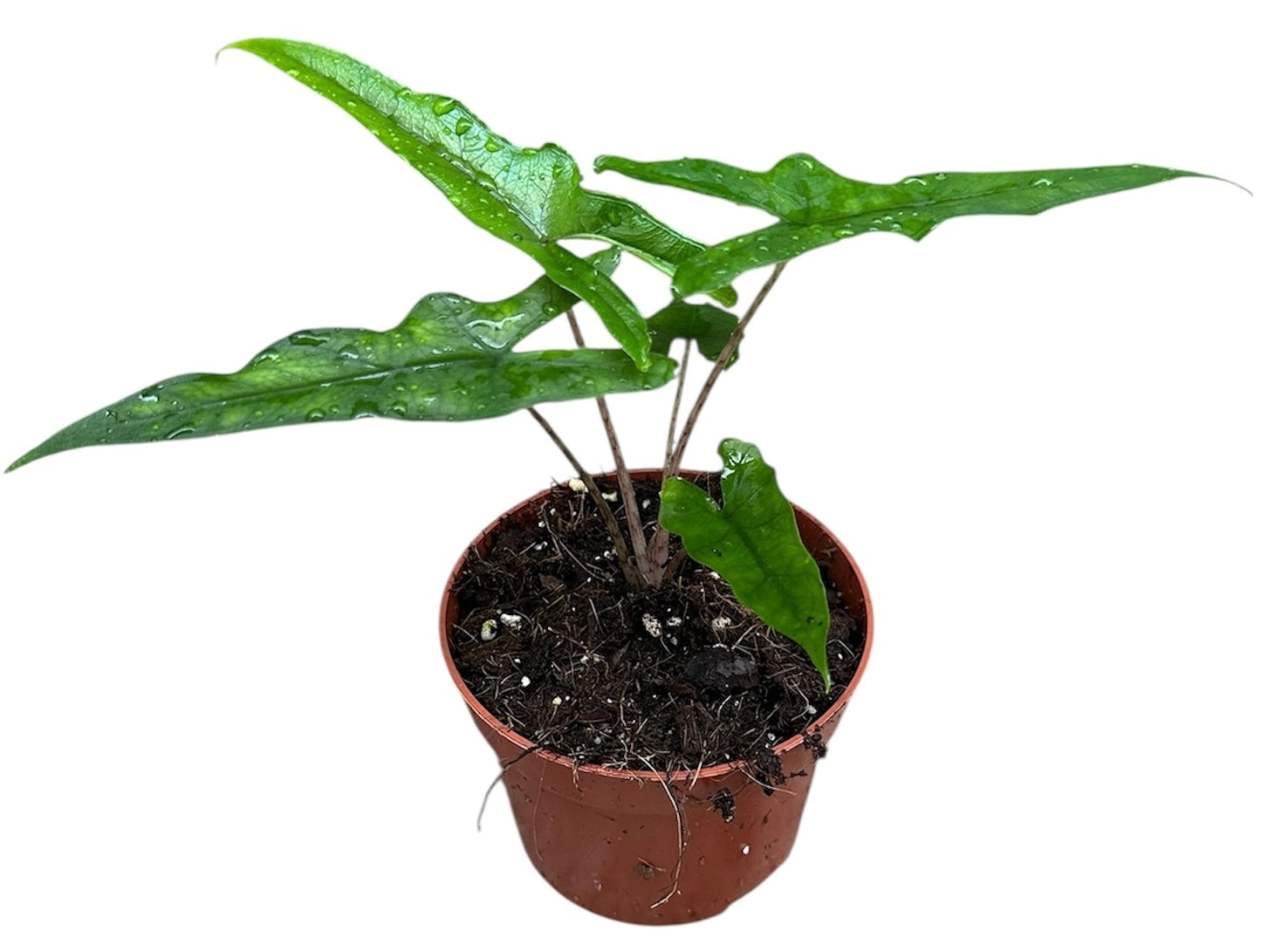 Alocasia amazonica 20cm 510cm Pot