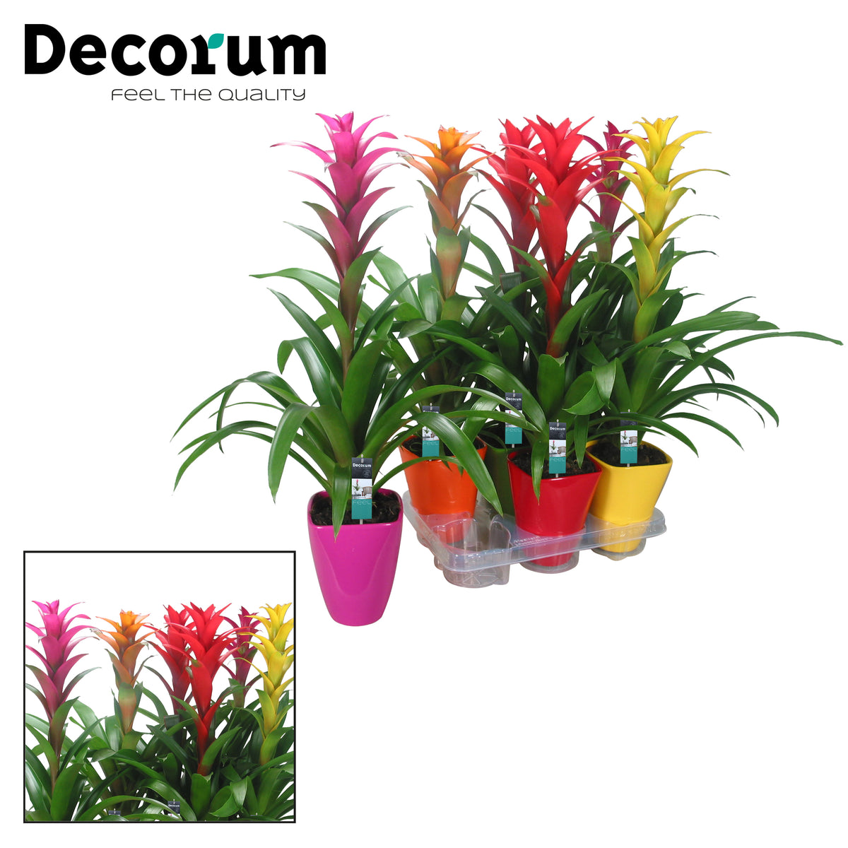 Guzmania mix 60cm 14cm Pot