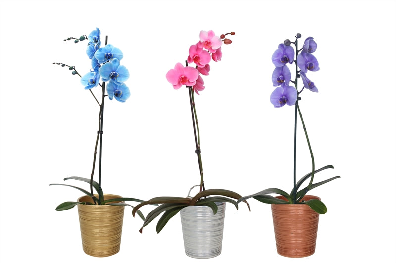 Phalaenopsis Hybrid 55cm 12cm Pot