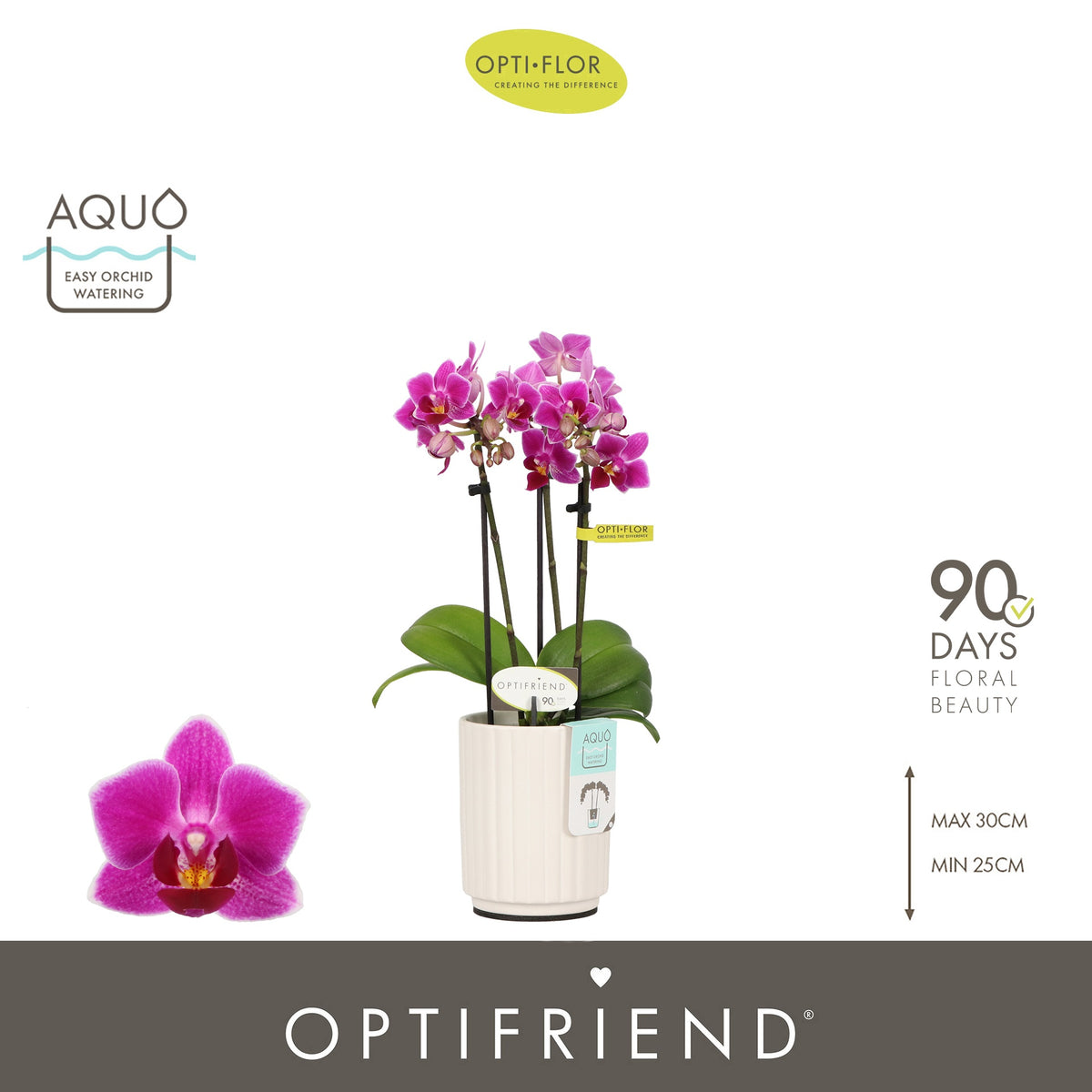 Phalaenopsis Purple 25cm 7cm Pot