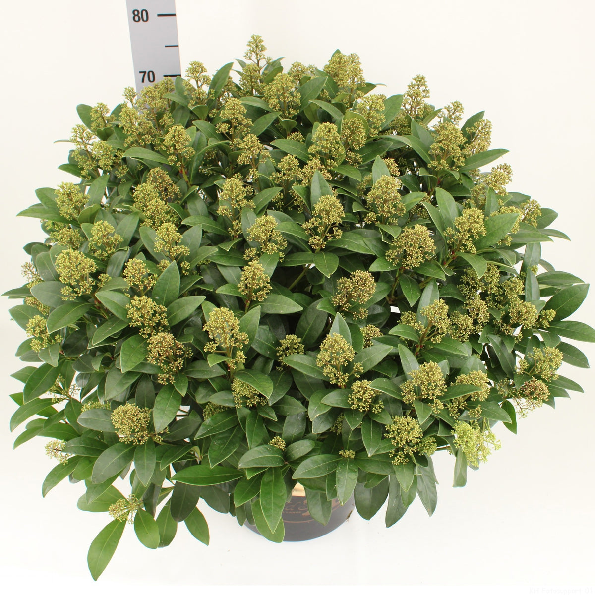 Skimmia japonica Intense 65cm 31cm Pot