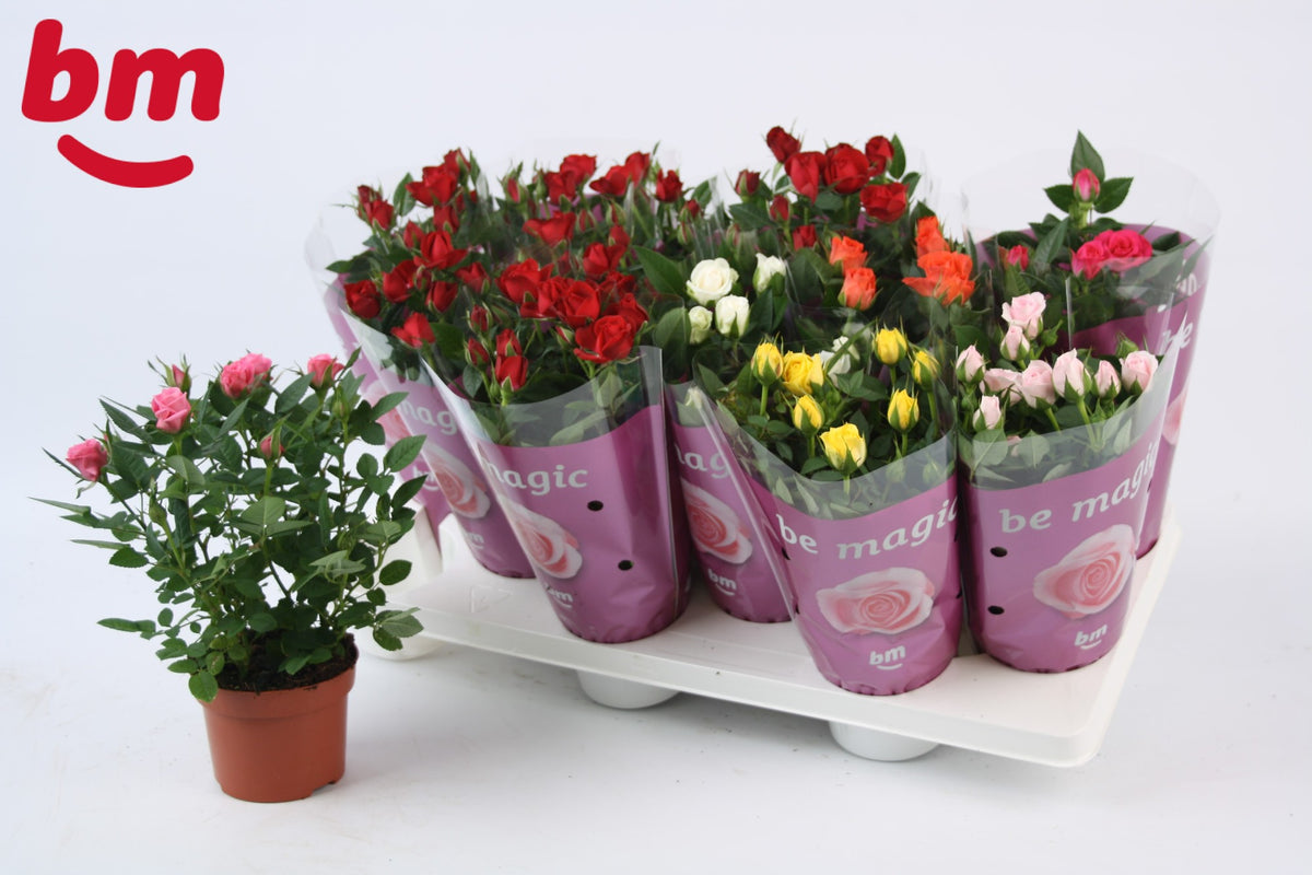 Rosa Beau Monde mix 25cm 10.5cm Pot