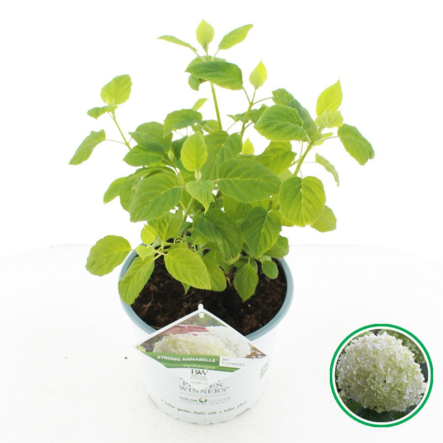 hydrangea-arbroscens-incrediball-45cm-23cm-pot
