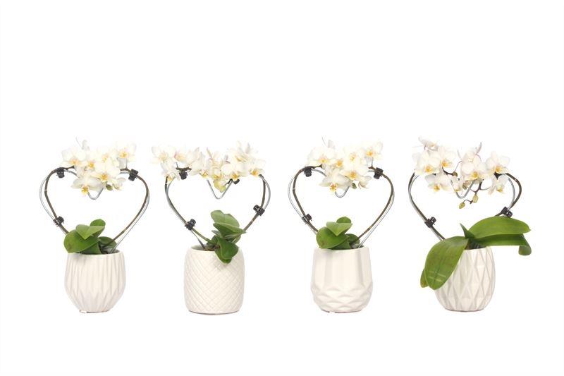 Phalaenopsis hybrid 17cm 6cm Pot