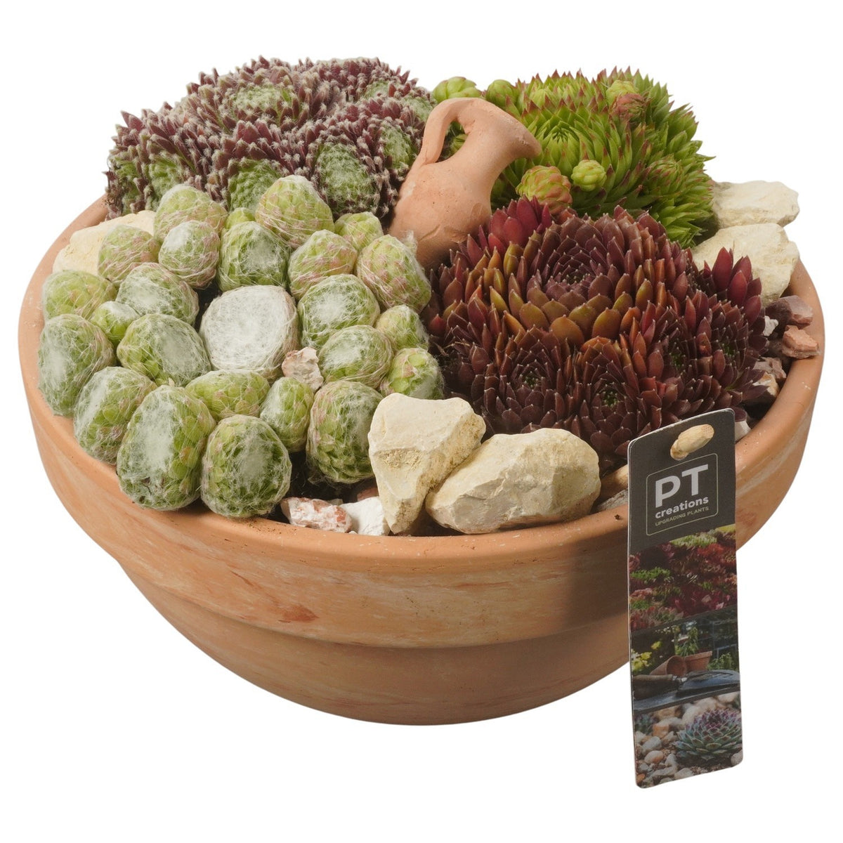 arr. Sempervivum 18cm 23cm Pot