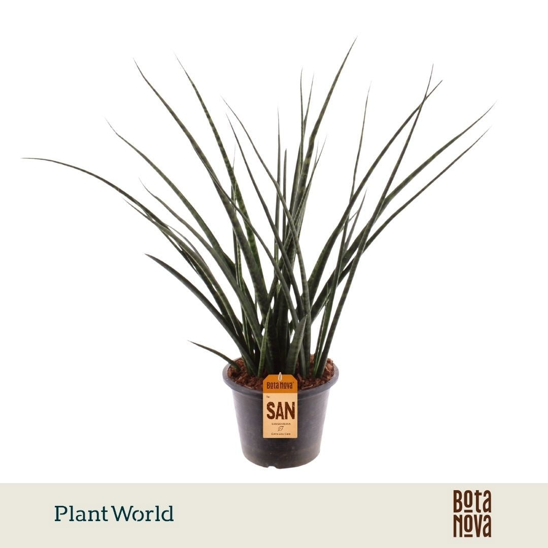 Plantworld Jogrow Sansevieria Fernwood Pack of 5