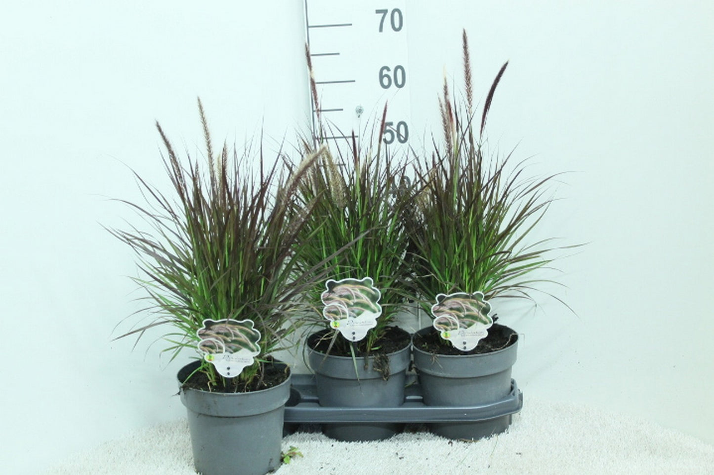 Pennisetum mix 65cm 19cm Pot