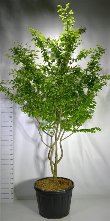 Bloemenkampen BV, Hkw. de Parrotia persica Vanessa Pack of 1