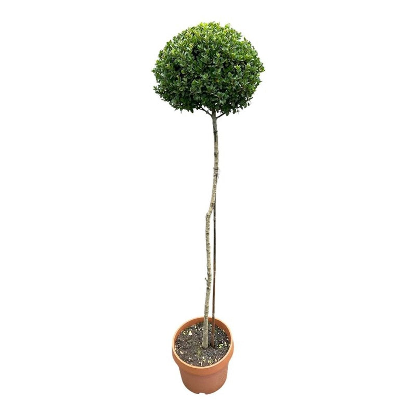 Ilex crenata Caroline Upright 150cm 30cm Pot
