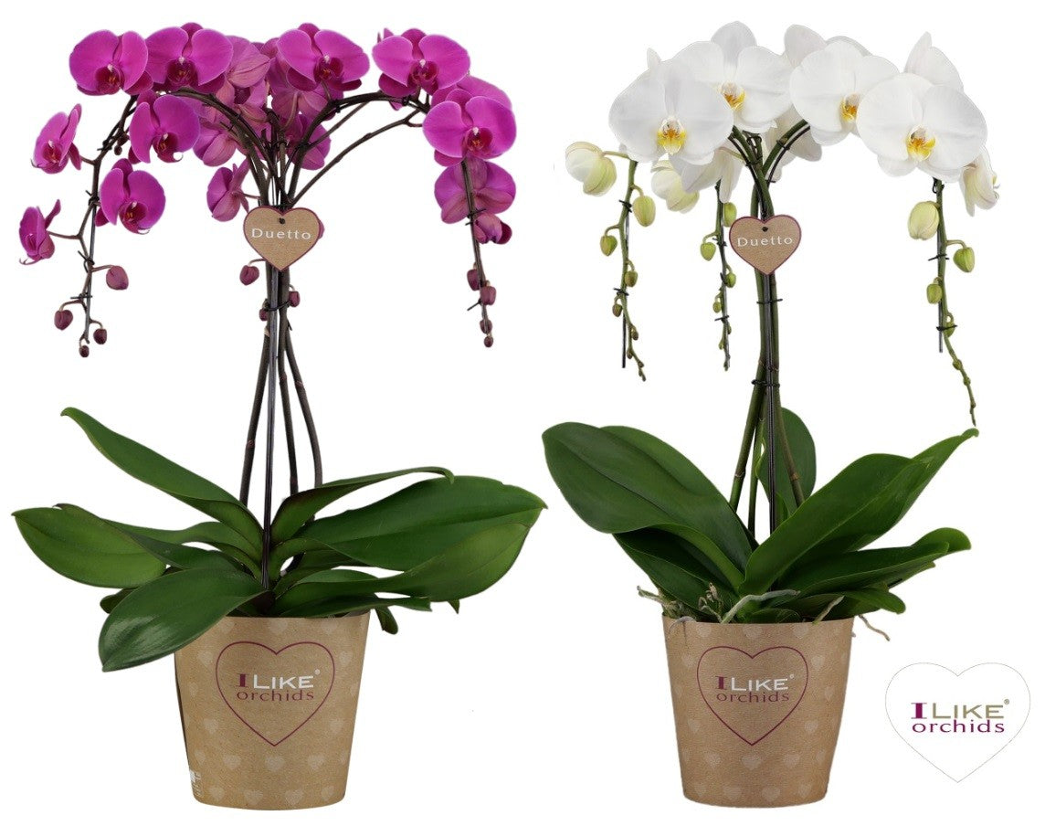 Phalaenopsis ornamento mix 3spike 60cm 17cm Pot