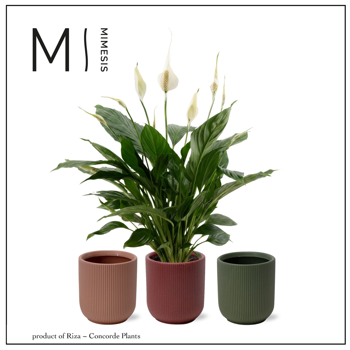 Riza Concorde Plants Spathiphyllum Pico Cupido Pack of 4