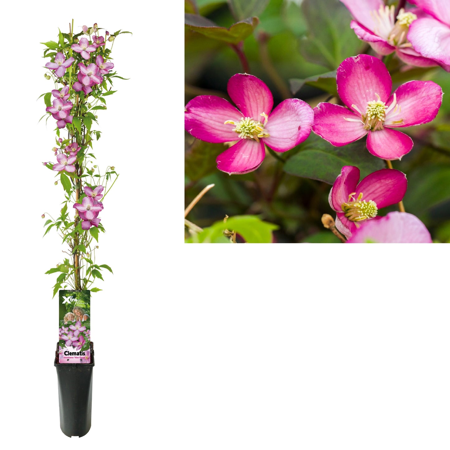 Clematis montana mix 95cm 17cm Pot