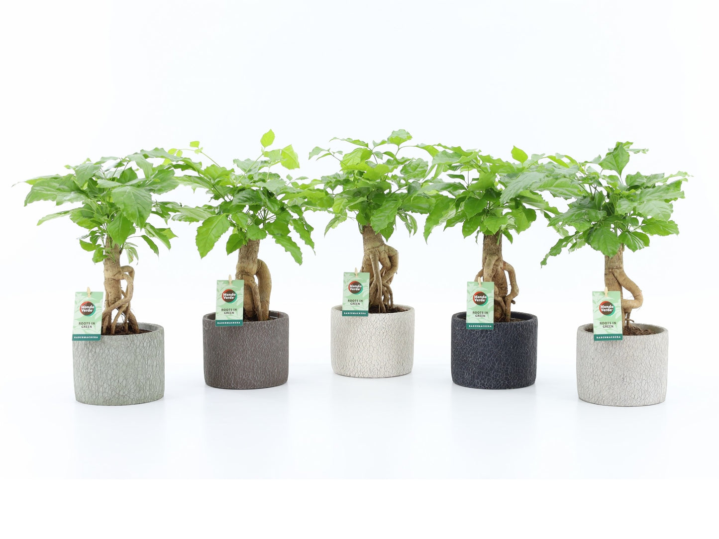 Mondo Verde (Bakker) Radermachera sinica Pack of 5