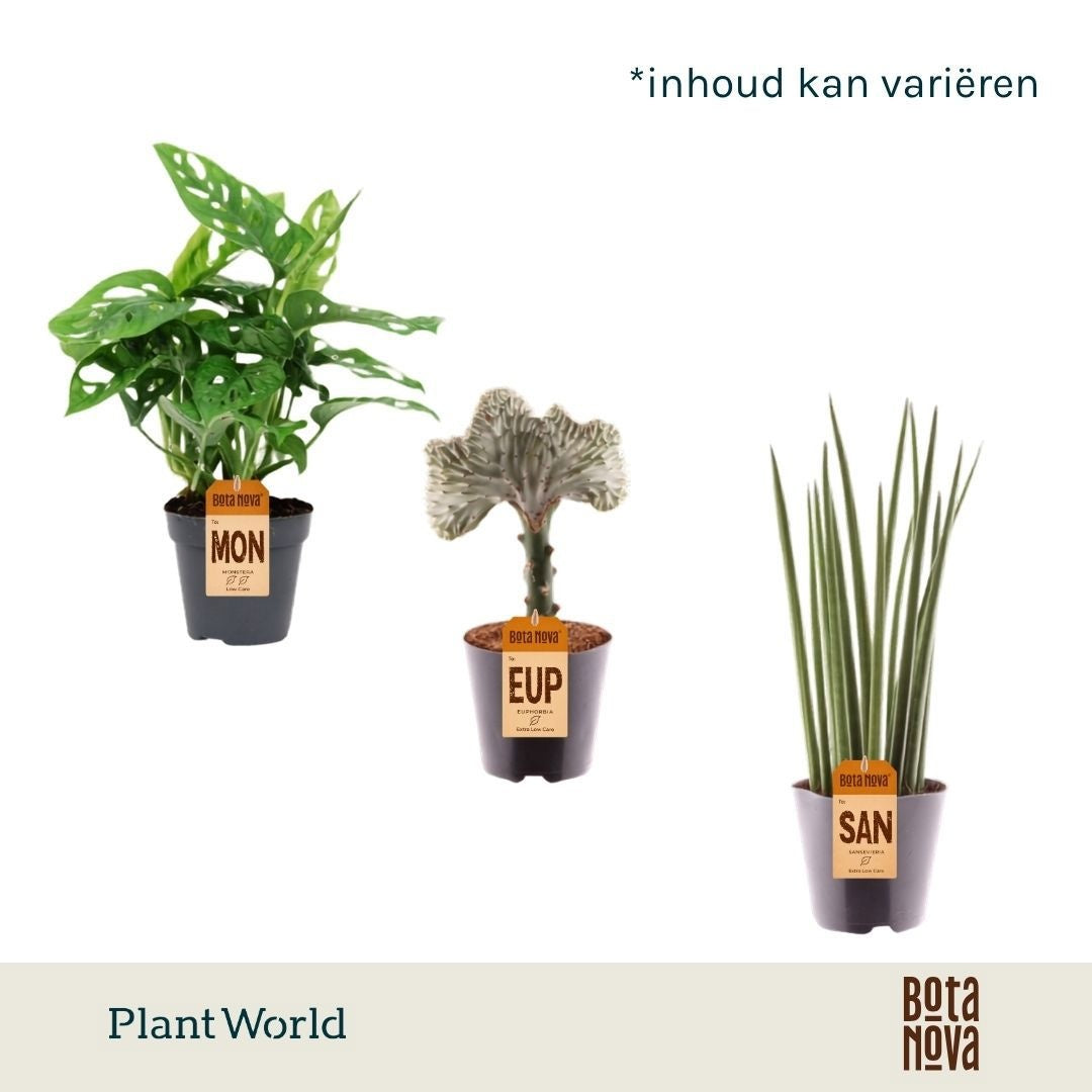 Foliage houseplants mix 25cm 12cm Pot