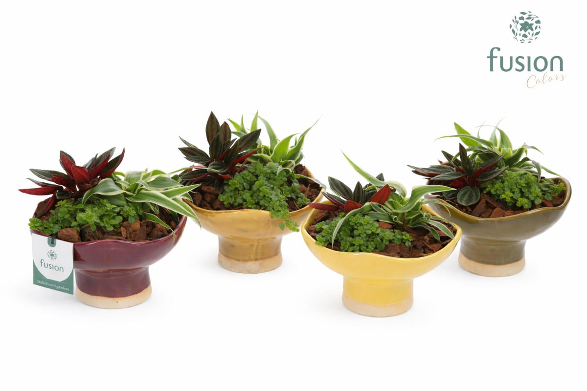 Keramiek schaal Tessa op voet Medium met Groenen planten 15cm 16cm Pot