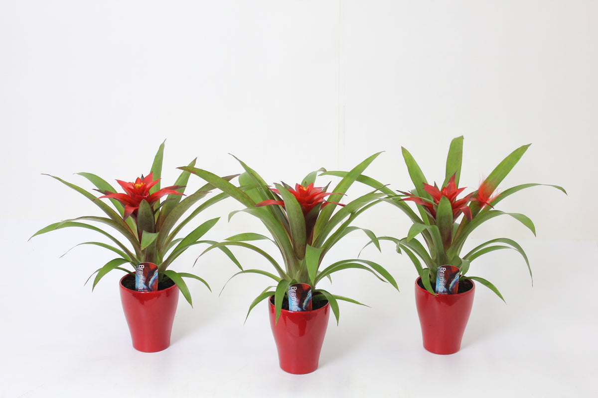 Guzmania Blitz 30cm 10cm Pot