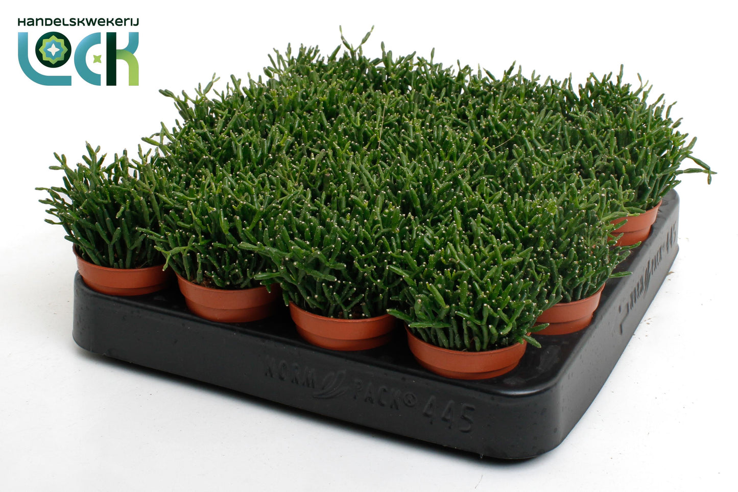 Hatiora 8cm 5.5cm Pot