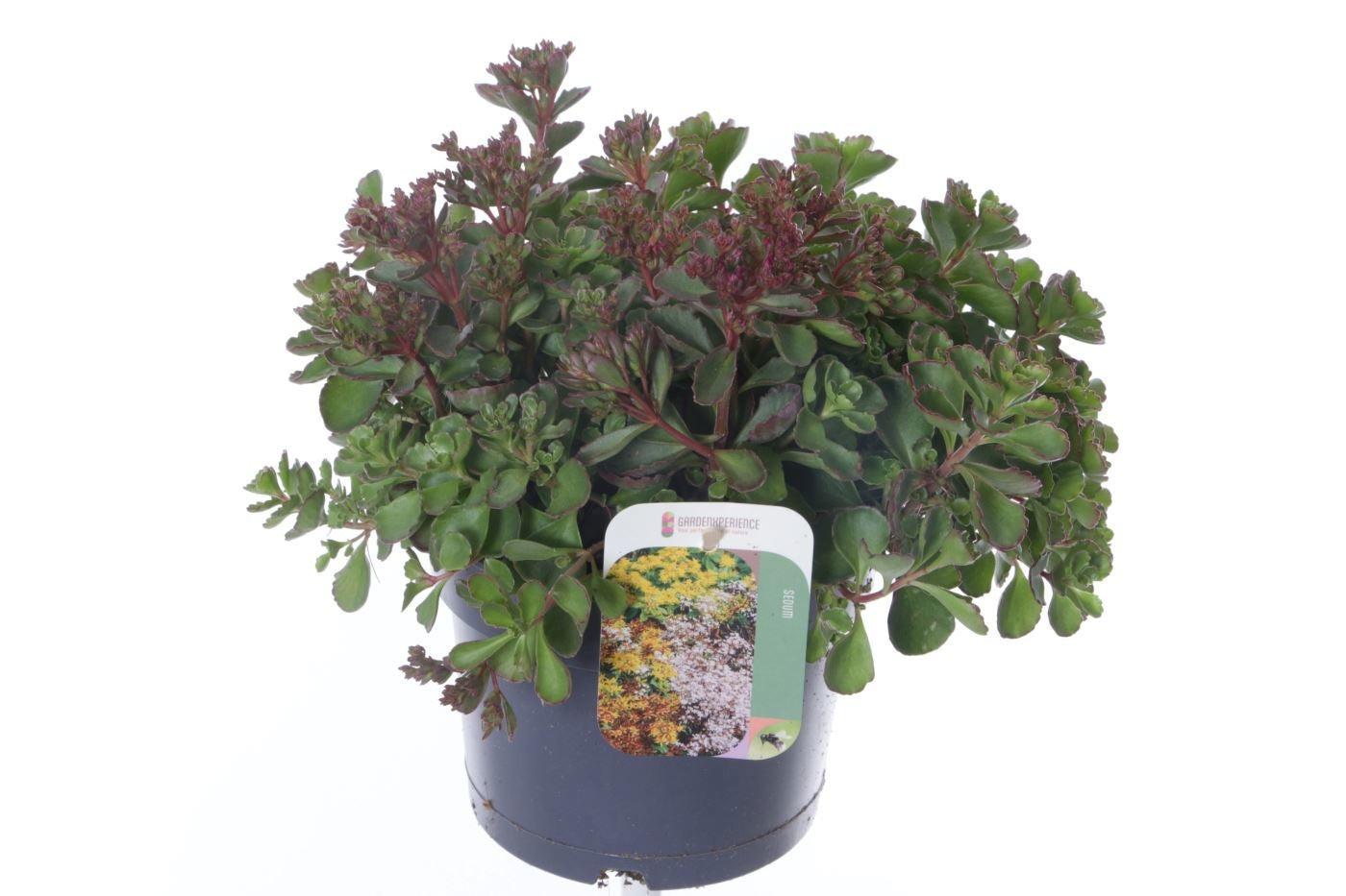 Sedum spurium 25cm 17cm Pot