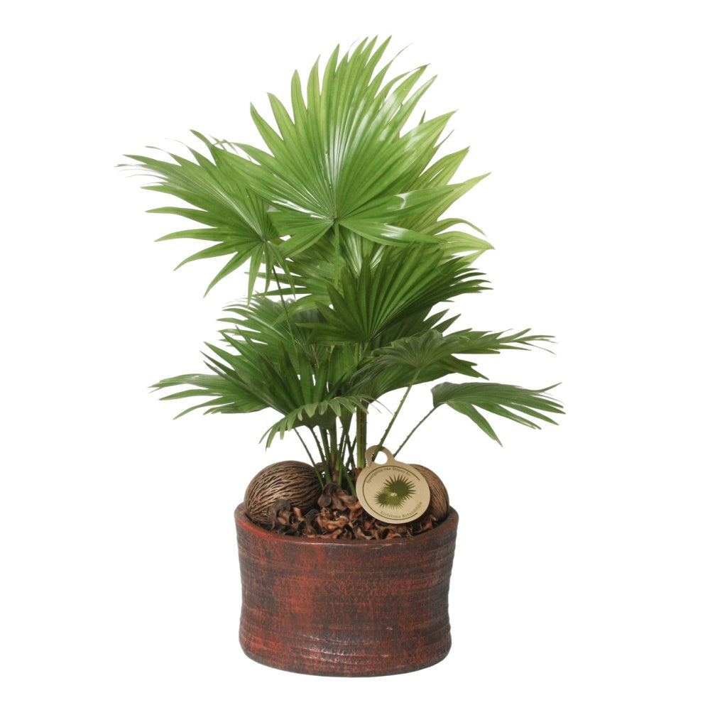 Livistona rotundifolia 45cm 20cm Pot