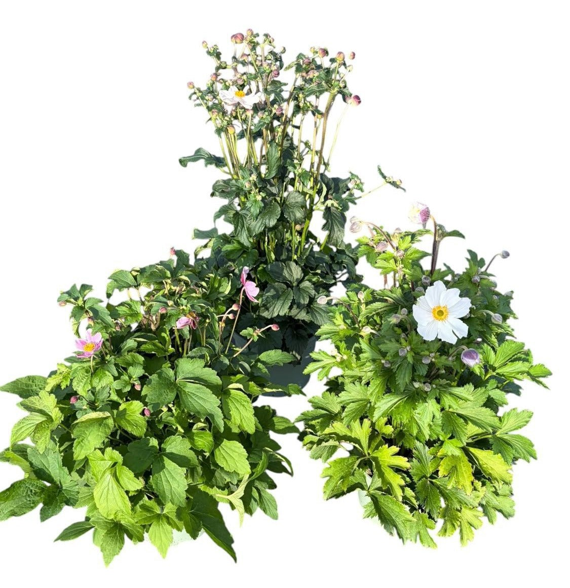 Anemone mix 35cm 19cm Pot