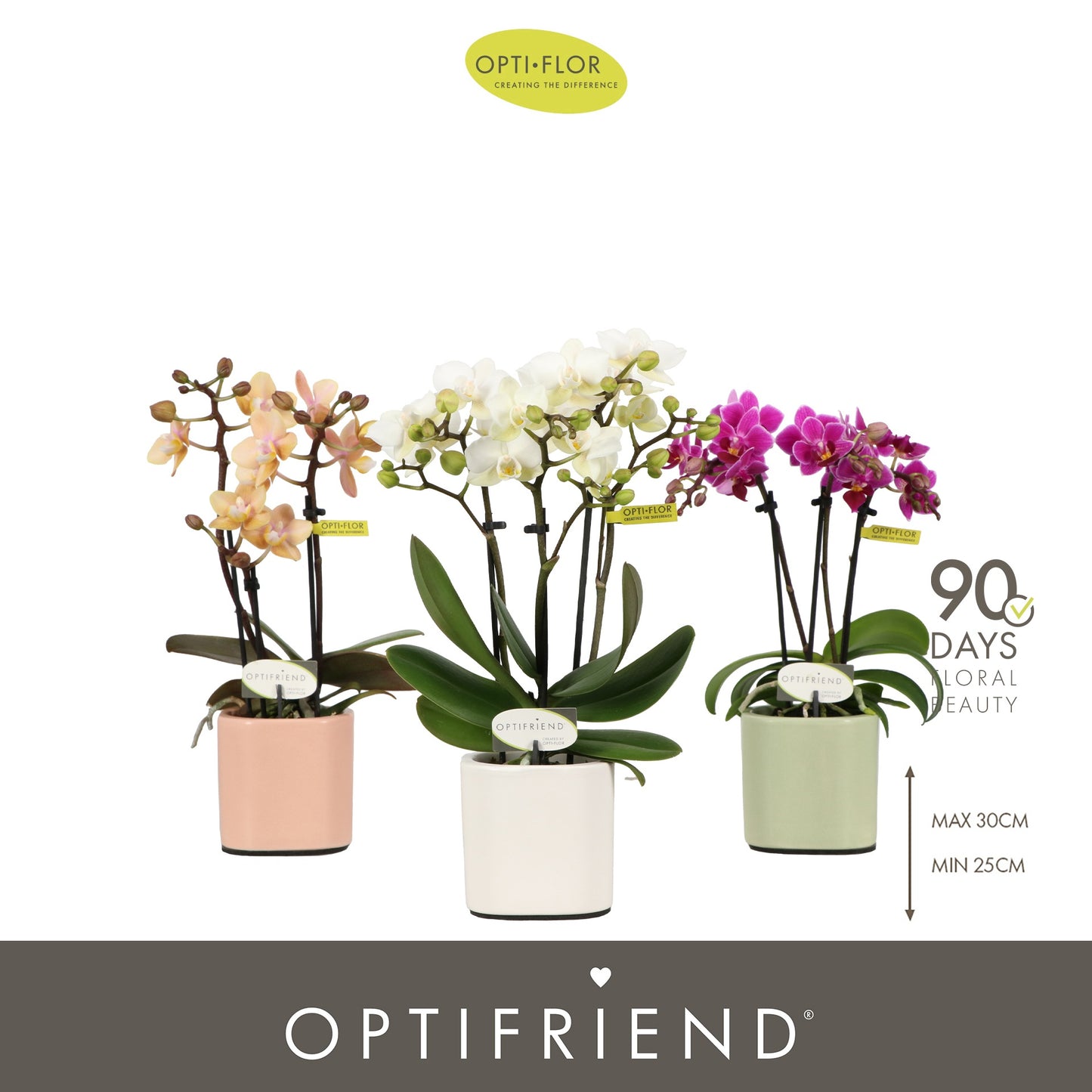Phalaenopsis Optifriend mix 25cm 7cm Pot